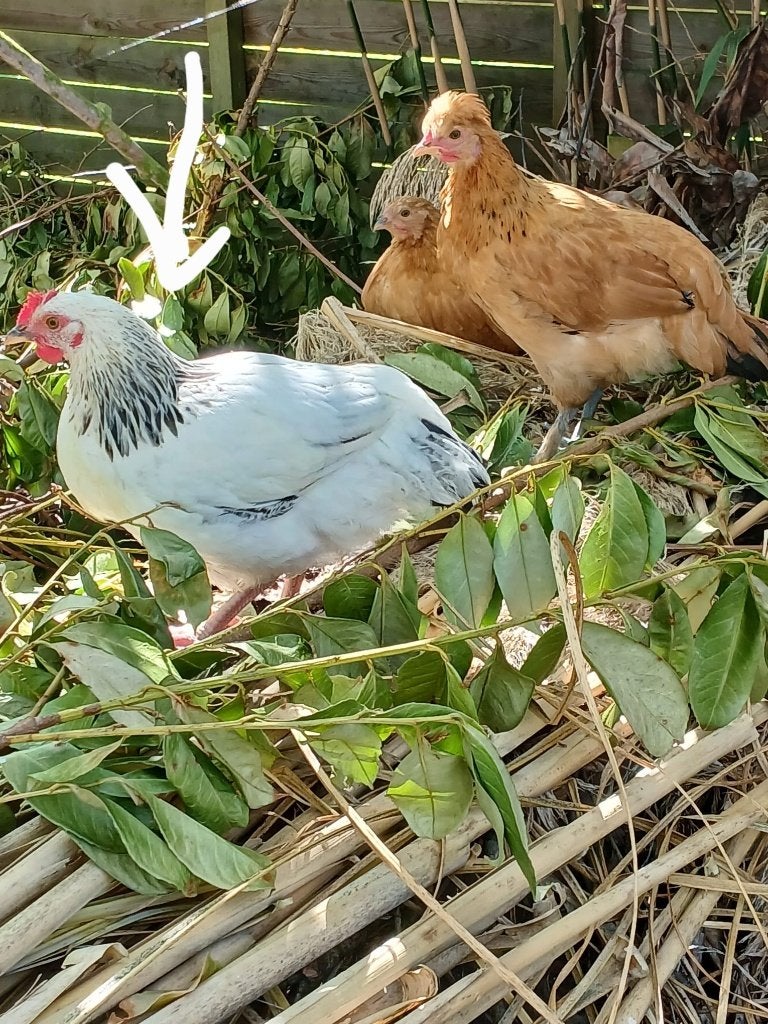 2 haantjes te koop (kunnen samen , maar mogen ook apart), Dieren en Toebehoren, Pluimvee | Toebehoren, Ophalen, Nieuw, Overige typen