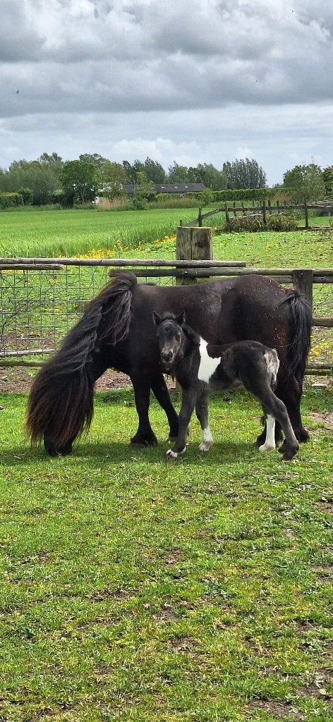 Verschillende shetlanders nsps ook drachtige merrie, Dieren en Toebehoren, Met stamboom, Dressuurpony, 0 tot 2 jaar, A pony (tot 1.17m)