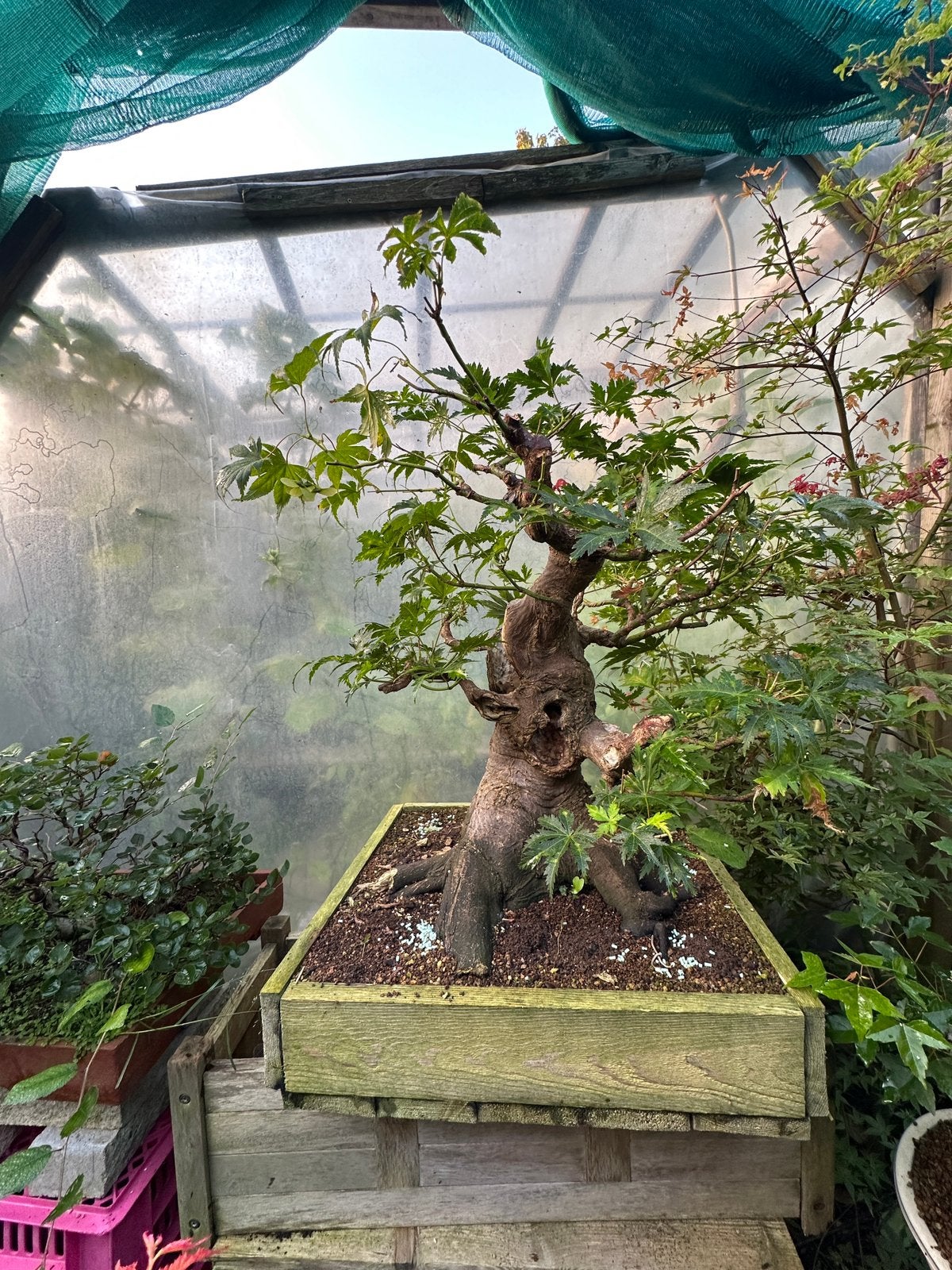 Acer palmatum ki hachijo bonsai project of tuinboom, Ophalen, Bloeit niet, Halfschaduw, Overige soorten