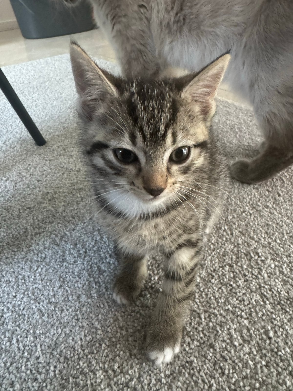 Tijger kittens, Ophalen of Verzenden