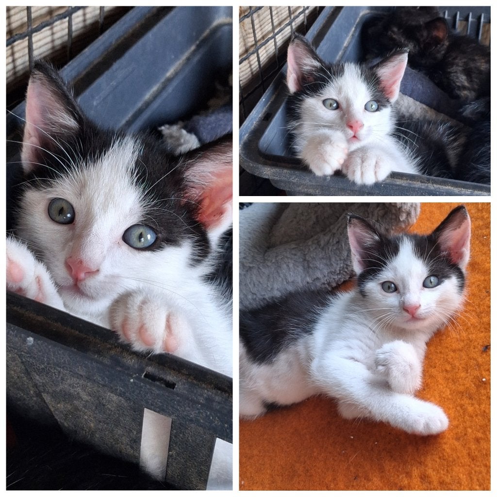 Kittens te koop!, Dieren en Toebehoren, Meerdere dieren, Kortharig, 0 tot 2 jaar