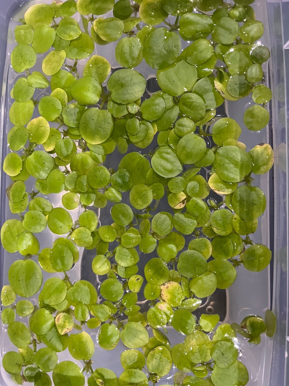 🌿  aquariumplant – Kikkerbeet (Limnobium laevigatum), Dieren en Toebehoren, Vissen | Aquaria en Toebehoren, Ophalen of Verzenden