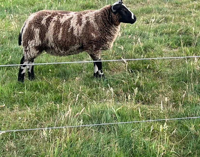 Bonte ooien, Dieren en Toebehoren, Vrouwelijk, Schaap, 0 tot 2 jaar