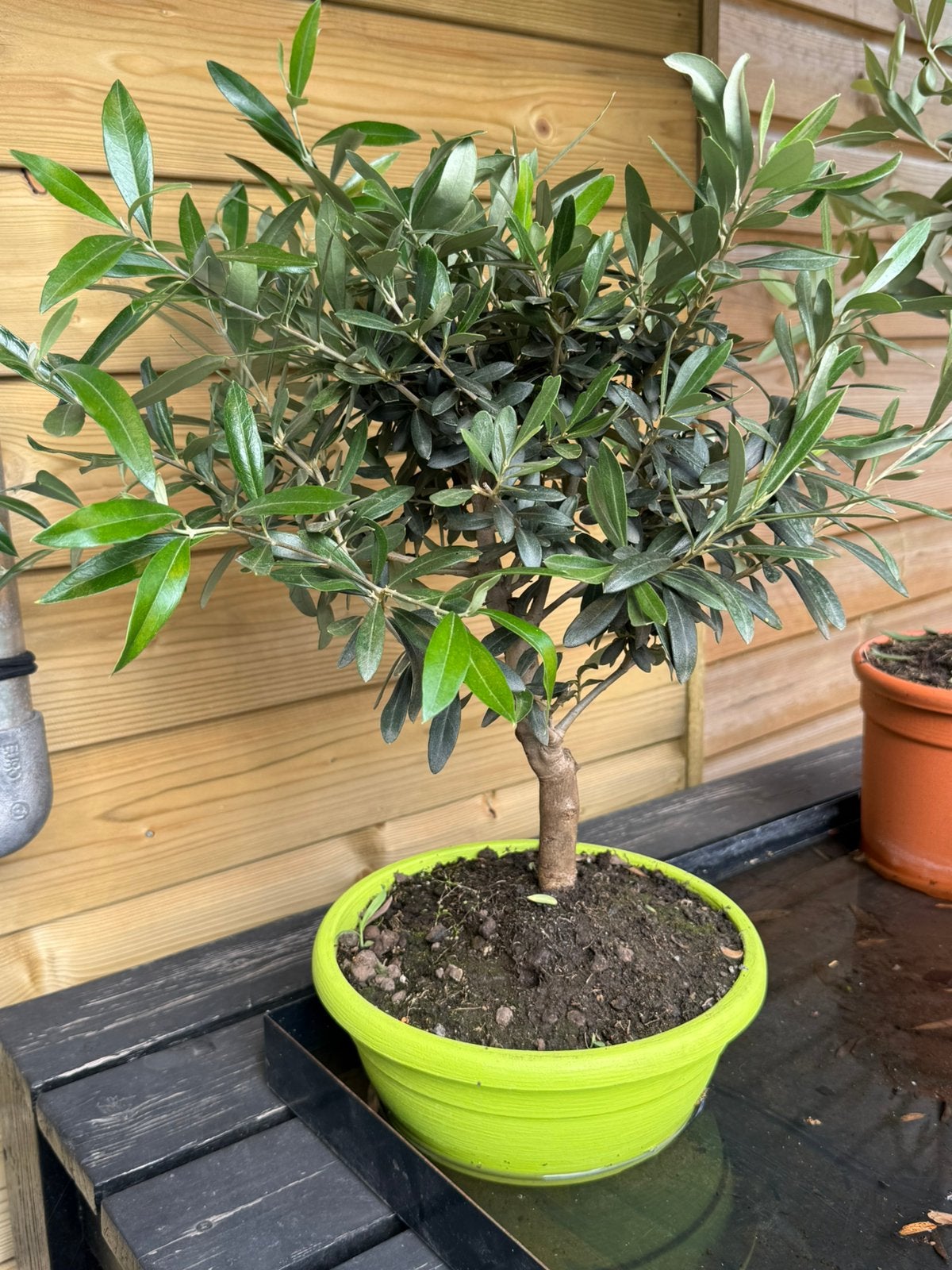 LAATSTE BONSAI OLIJF €25, Ophalen, Volle zon, Overige soorten, Minder dan 100 cm