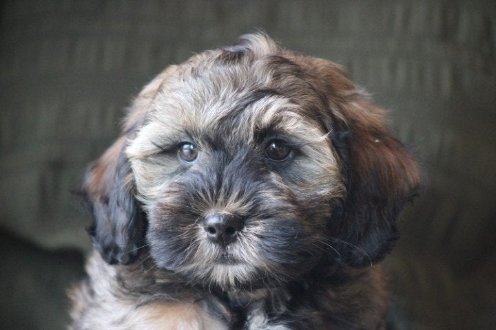 Maltipoo pups, Dieren en Toebehoren, Nederland, Parvo, 8 tot 15 weken, Eén hond