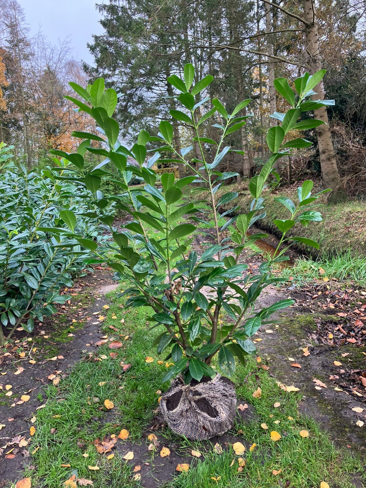 Laurier Novita, Caucasica, Rotundifolia, Tuin en Terras, Ophalen, Laurier, 100 tot 250 cm