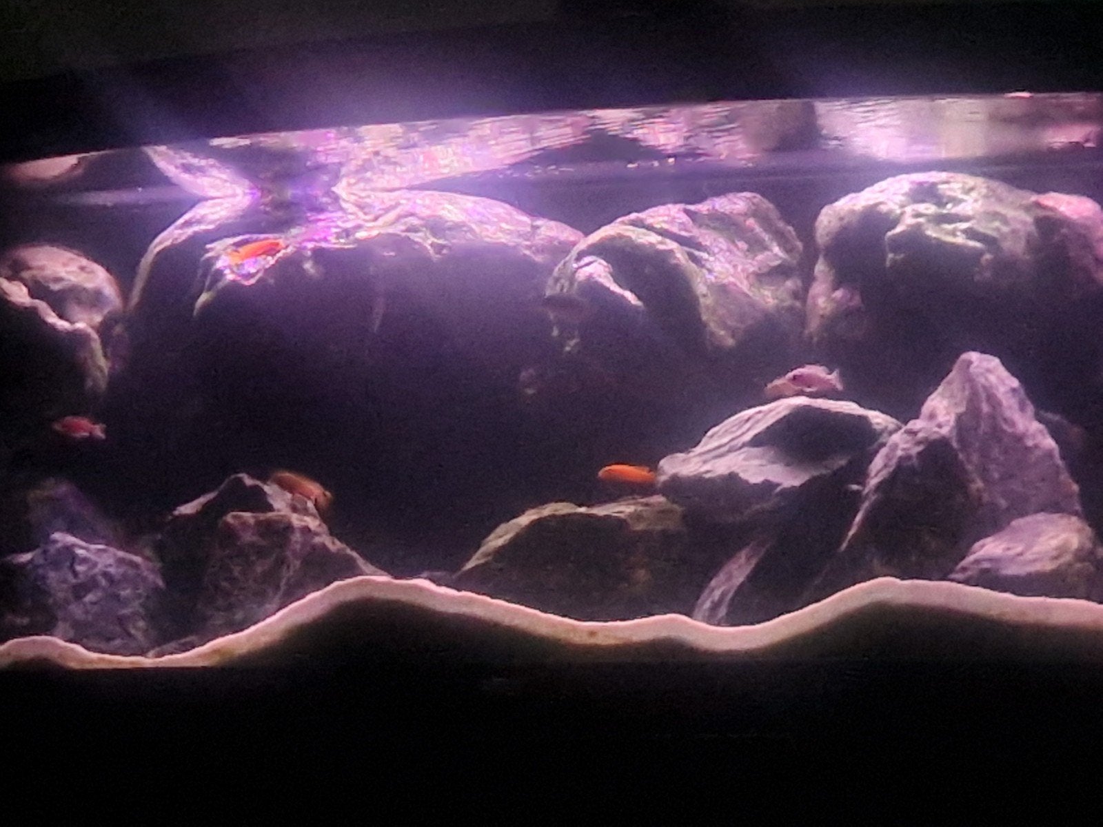 juwel vision 450, Ophalen, Gebruikt, Gevuld zoetwateraquarium, Inclusief controller