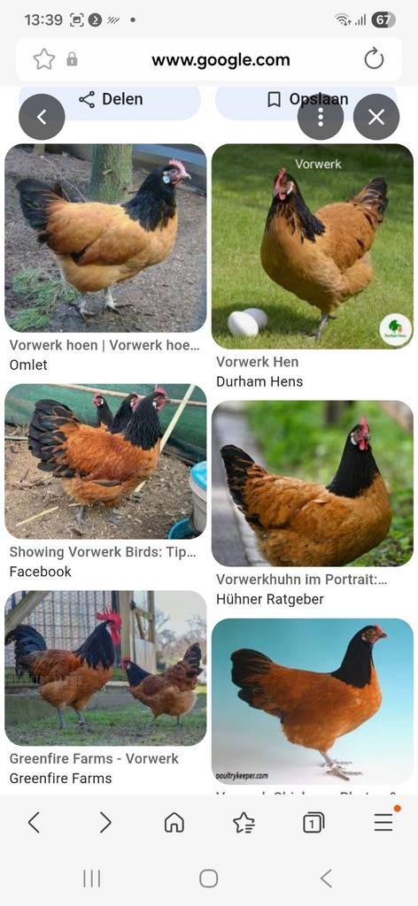 Vorwerk haan gezocht, Dieren en Toebehoren, Pluimvee