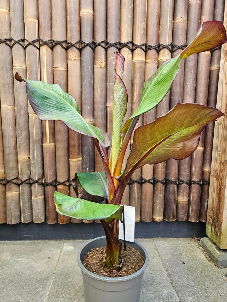 ensete maurelli rode bananenplant 100-120cm, Tuin en Terras, Planten | Tuinplanten, Ophalen of Verzenden, Overige soorten, Volle zon
