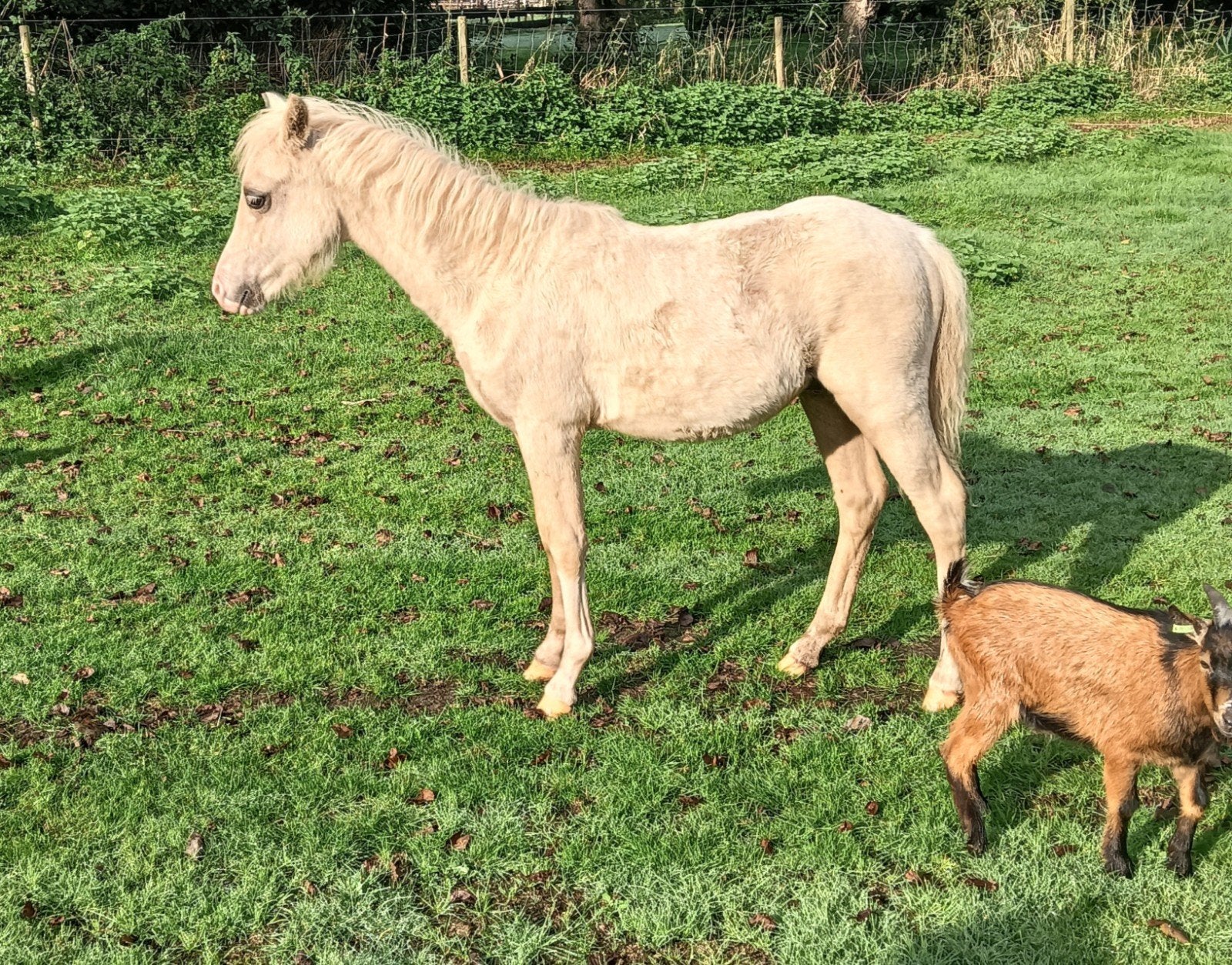 mooie Palomino, A-Welsh hengstveulen, Hengst