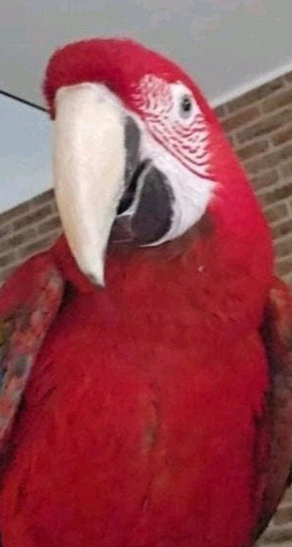 Groenvleugel ara papegaai man bg pop