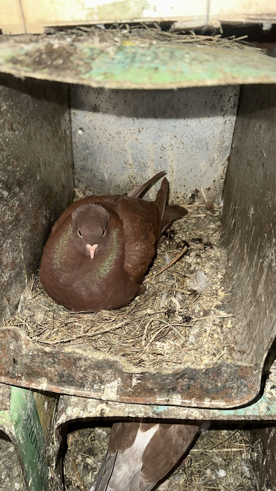 Syrisch duiven te kopen ze zijn koppels, Meerdere dieren, Overige soorten