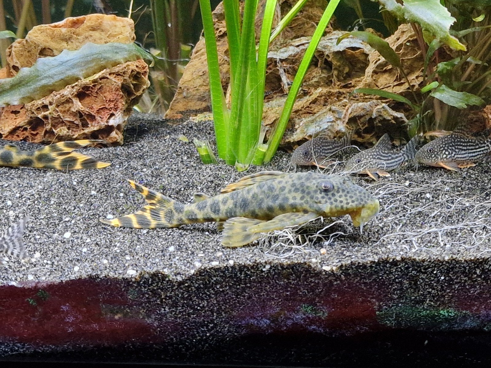 L75 Peckoltia Sabaji, Dieren en Toebehoren, Vissen | Aquariumvissen, Vis