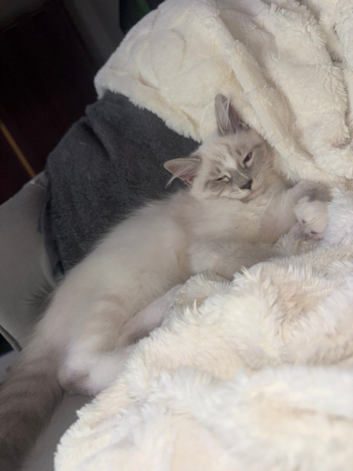Siberische kittens, Dieren en Toebehoren, Katten en Kittens | Raskatten | Langhaar, Meerdere dieren, Ontwormd, 0 tot 2 jaar