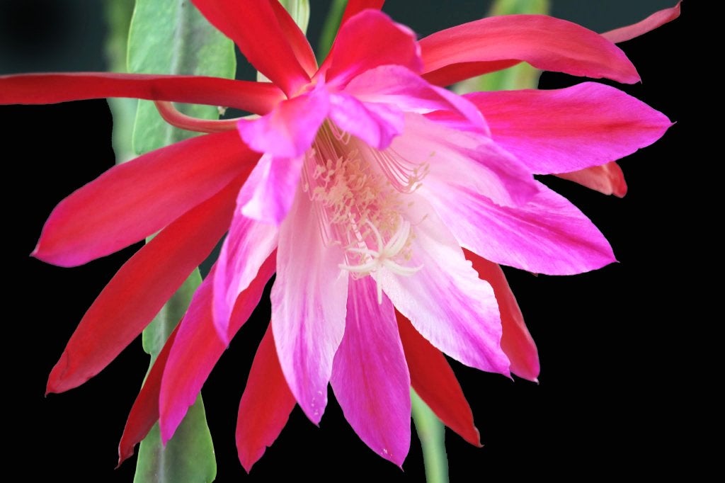 cactus - Epiphyllum Emmet Kelly, Ophalen of Verzenden, Cactus, Volle zon, Minder dan 100 cm