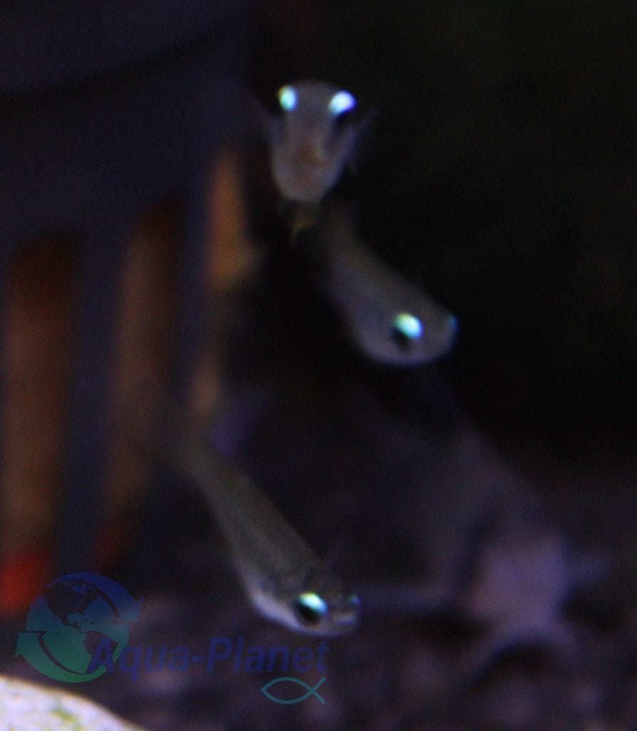 Blauwoogjes, Dieren en Toebehoren, Vis, Zoetwatervis, Schoolvis