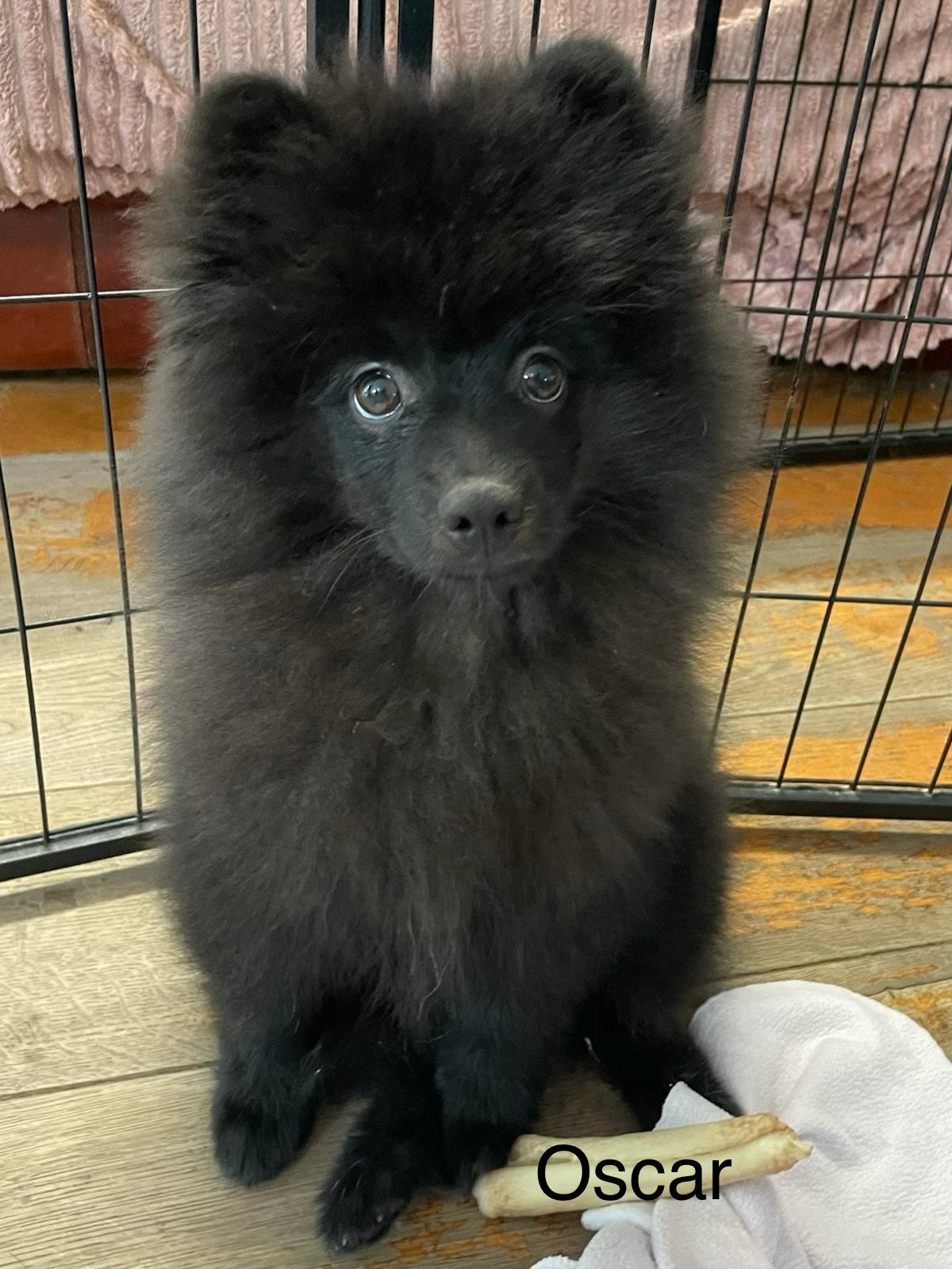 2 Prachtige pomeriaan/dwergkees pups.(Reutjes)💙💙, Overige rassen, 8 tot 15 weken, Parvo, Meerdere