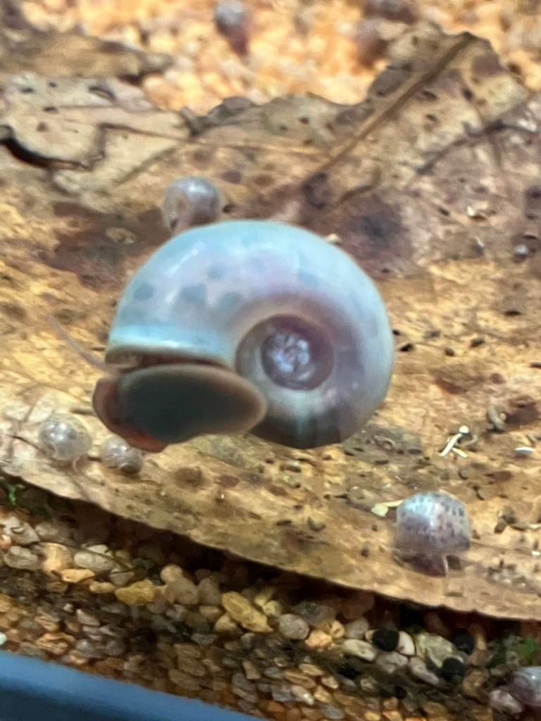 Posthoornslakken Luipaard blauw, Dieren en Toebehoren, Vissen | Aquariumvissen, Vis