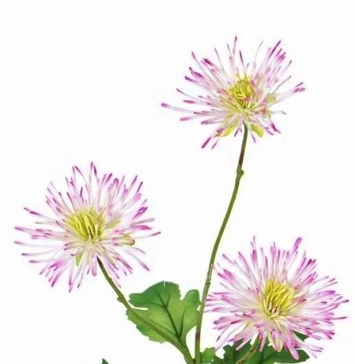 TOP ART - PRACHTIGE SPIN CHRYSANT, Ophalen of Verzenden, Nieuw