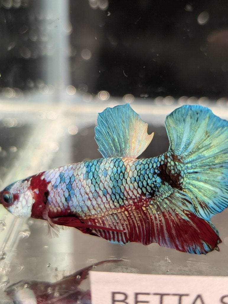 Betta man Plakat, Vis, Zoetwatervis
