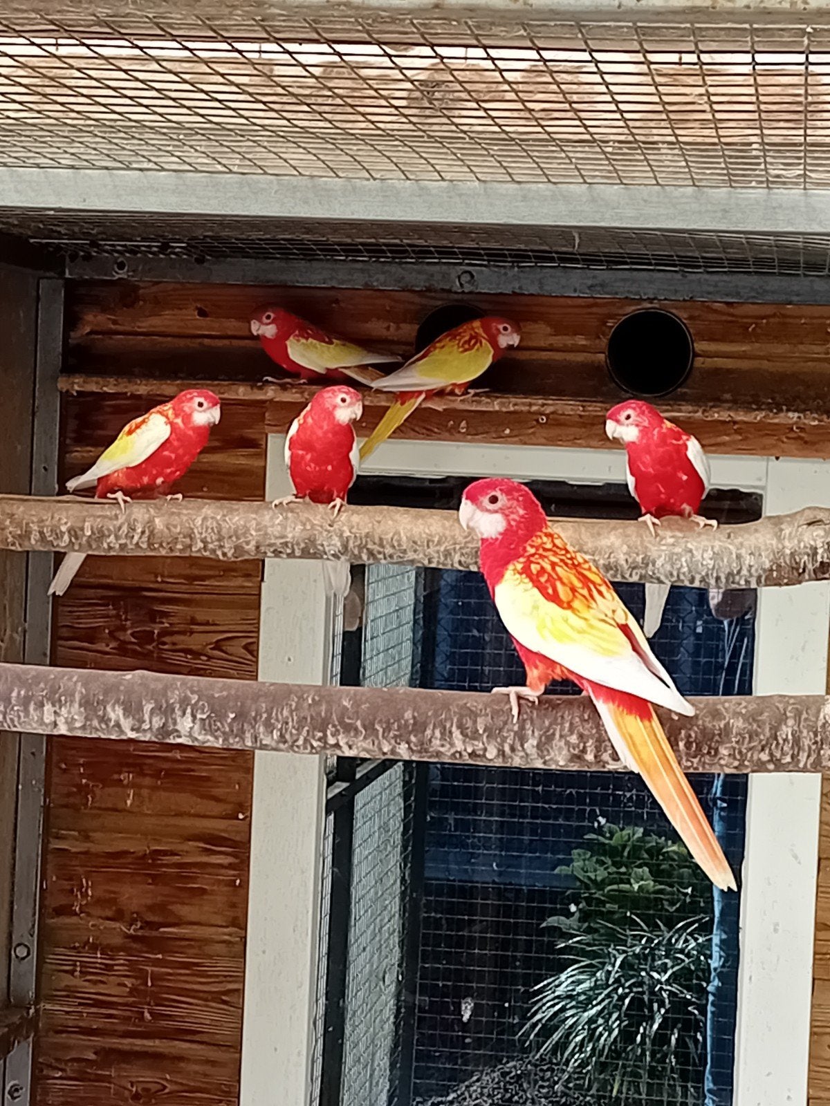 te koop mooie rubino rossellas, Dieren en Toebehoren, Meerdere dieren, Parkiet, Geringd