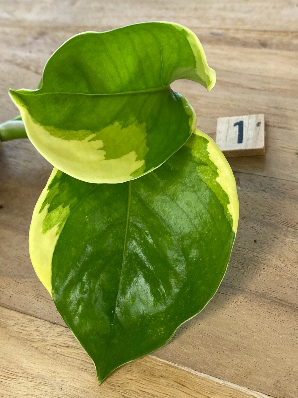 Epipremnum NOID Variegata Kopstek #1, Ophalen of Verzenden, Halfschaduw, Minder dan 100 cm