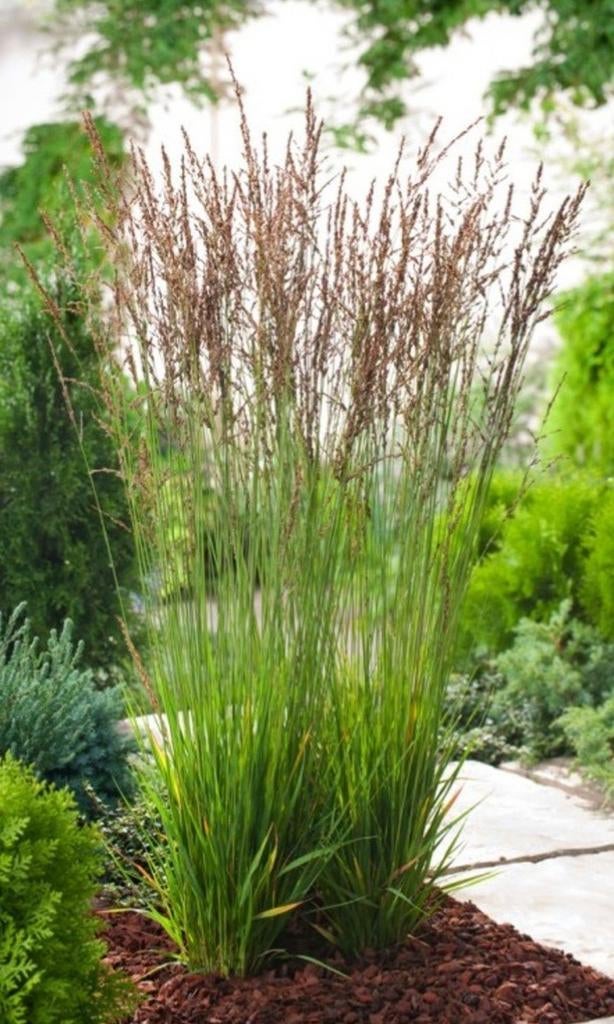 Vaste plant MOLINIA AERULA MOORHEXE (siergras pijpestrootje), Ophalen, Siergrassen, Volle zon