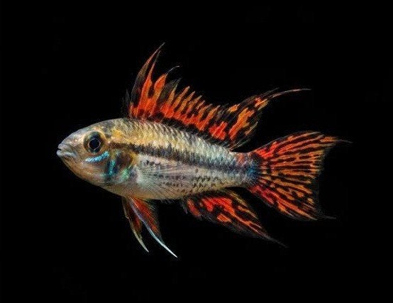 Koppel Apistogramma cacatuoides double red XXL!!!, Vis, Zoetwatervis