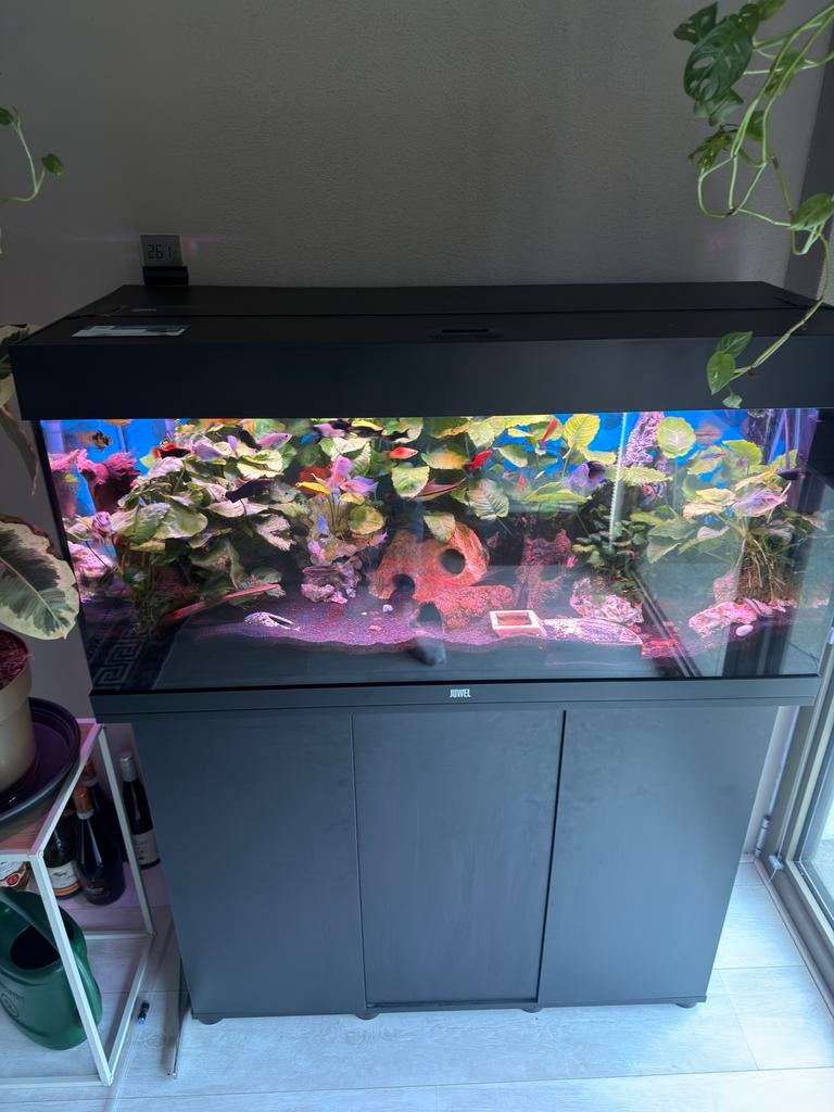 CompleetJuwelRio180aquarium met vissen &volledige uitrusting, Ophalen, Zo goed als nieuw, Gevuld zoetwateraquarium