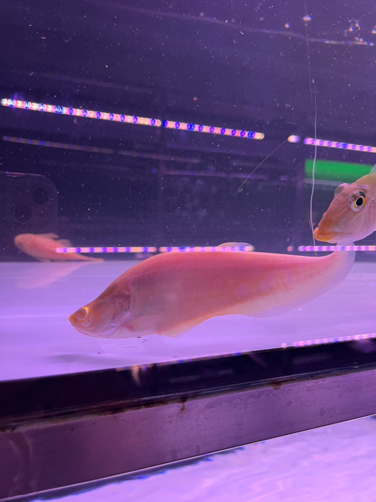Dollor mesvis albino, Vis