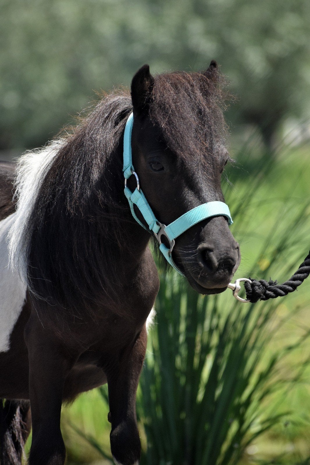 ** SUPER KNAPPE & LIEVE SHETLANDER BONTE  RUIN**en meer!, Dieren en Toebehoren, Ruin, Niet van toepassing, 0 tot 2 jaar, A pony (tot 1.17m)