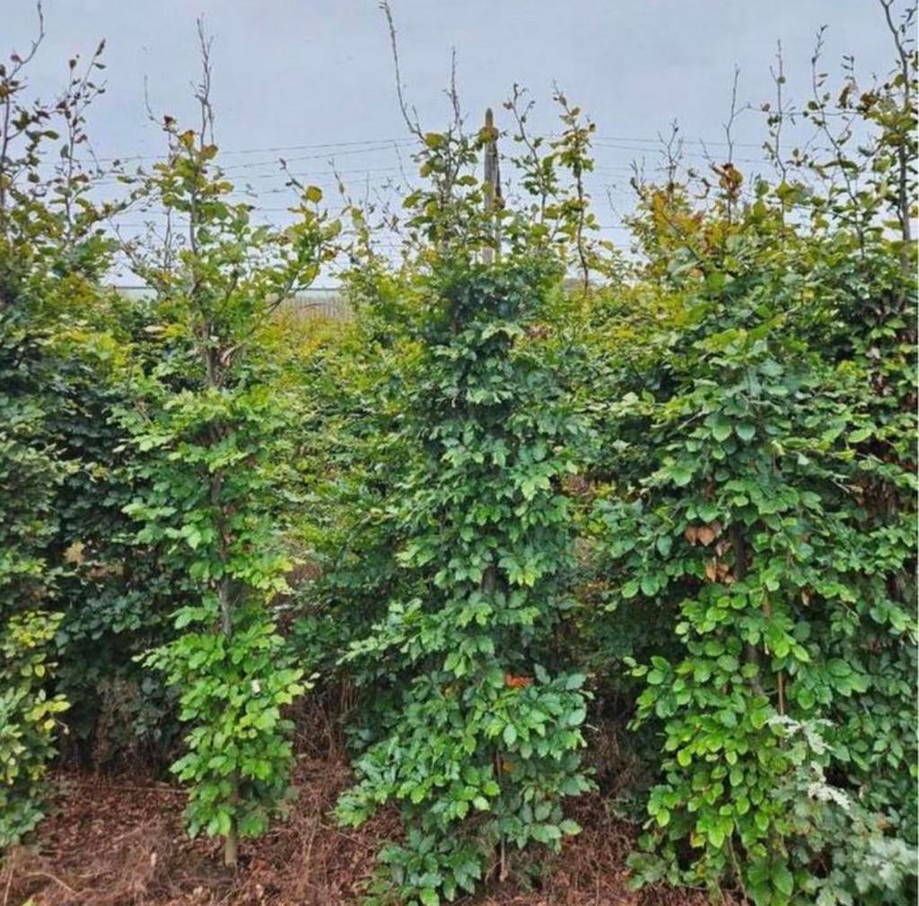 Beukenhaag boompjes, Tuin en Terras, Planten | Bomen, Ophalen of Verzenden, Zomer, Volle zon, Overige soorten
