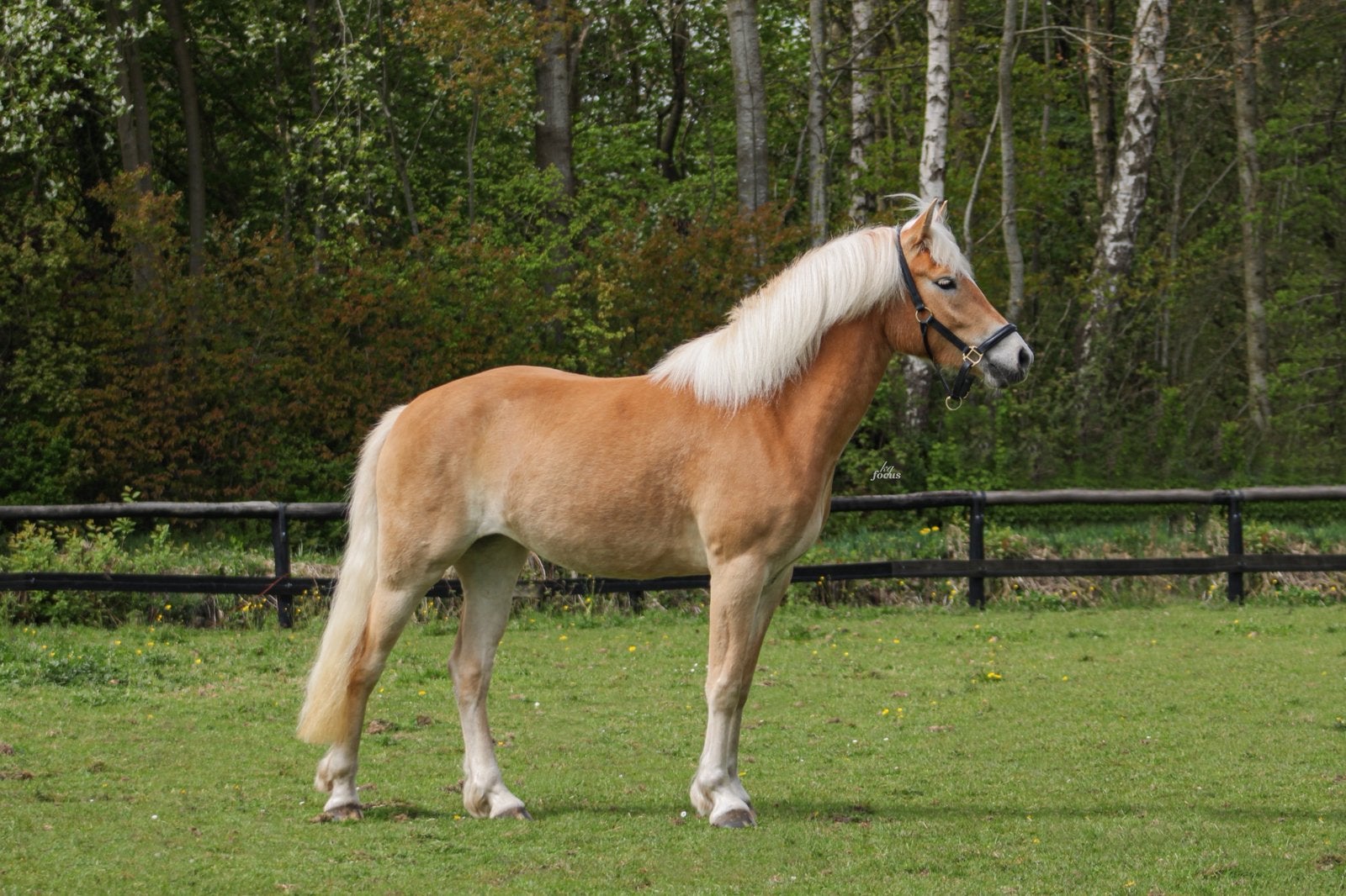 Prachtige lieve haflinger merrie, Dieren en Toebehoren, Met stamboom, B, 3 tot 6 jaar, Recreatiepony