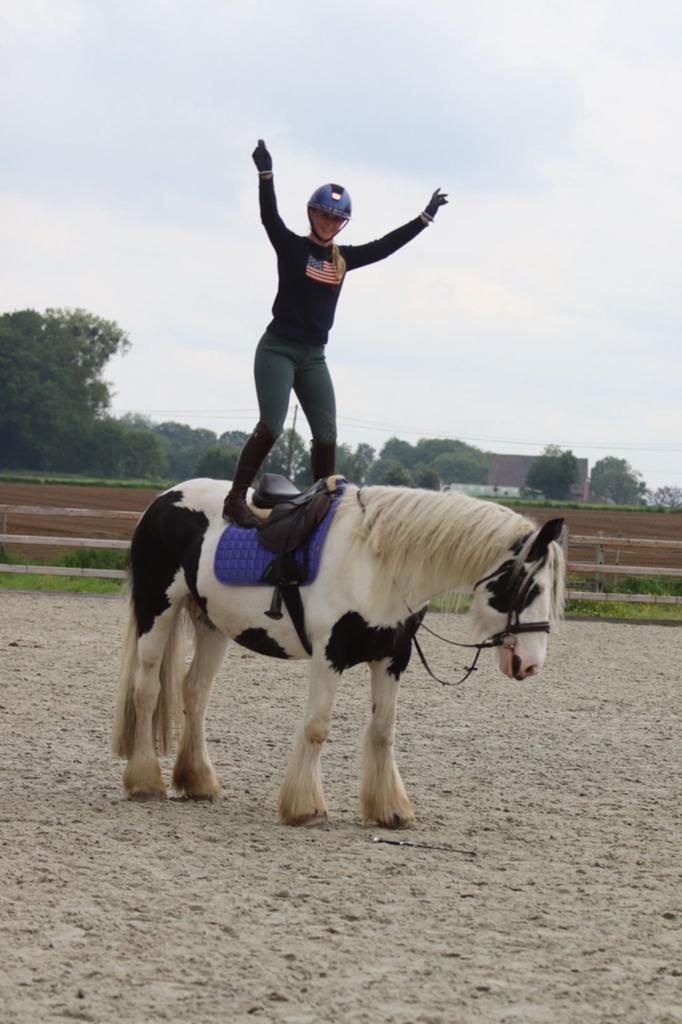 Grote irish cob merrie, Dieren en Toebehoren, Zadelmak, 3 tot 6 jaar, Gechipt, Recreatiepony