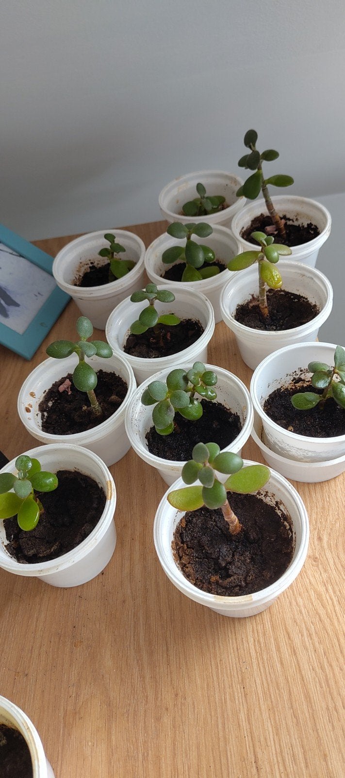 Jade plantjes per stuk - Crassula Ovata, Tuin en Terras, Volle zon, Vaste plant, Bloeit niet, Ophalen