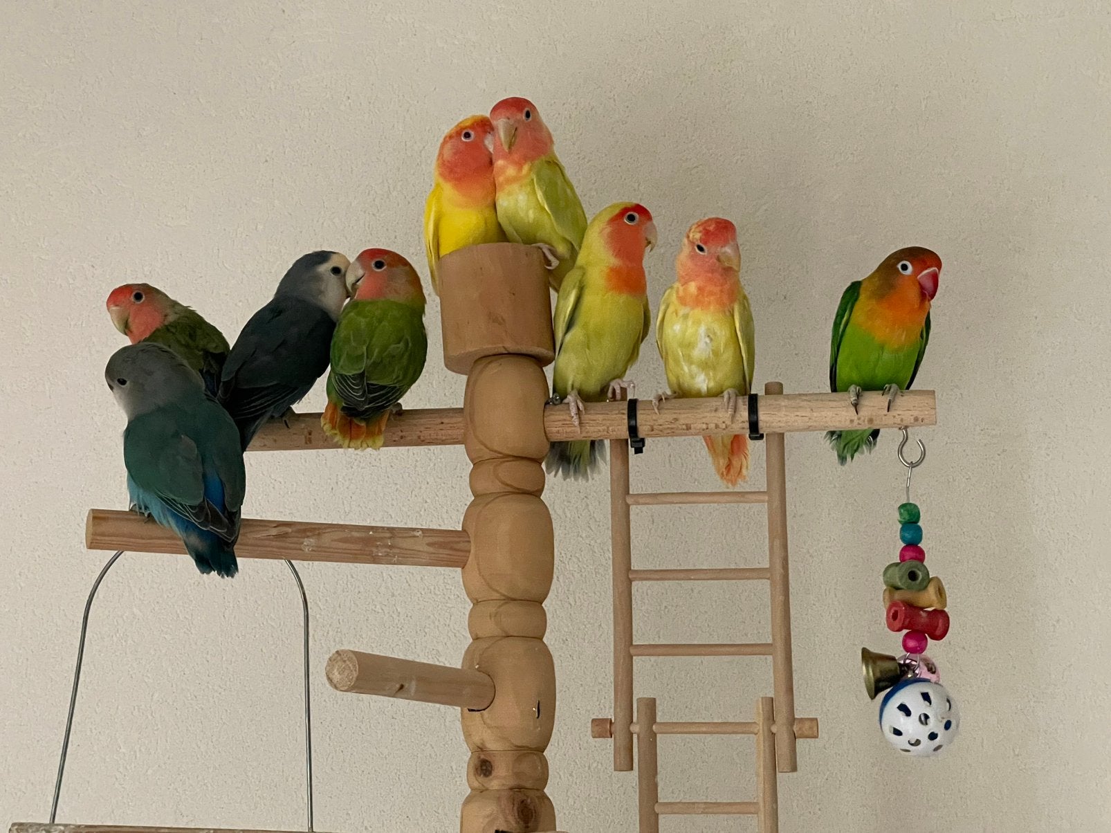 Prachtige Lieve Agapornis Dwergpapegaai Lovebird Handtam, Dieren en Toebehoren, Vogels | Parkieten en Papegaaien, Meerdere dieren