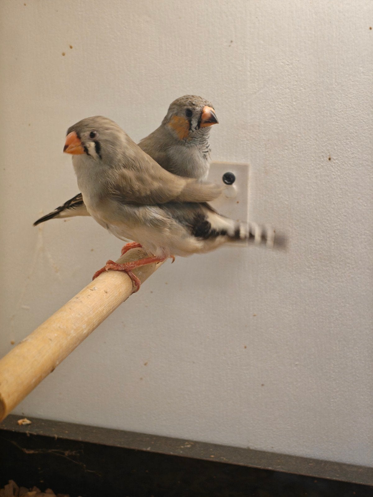 Zebravinken koppel