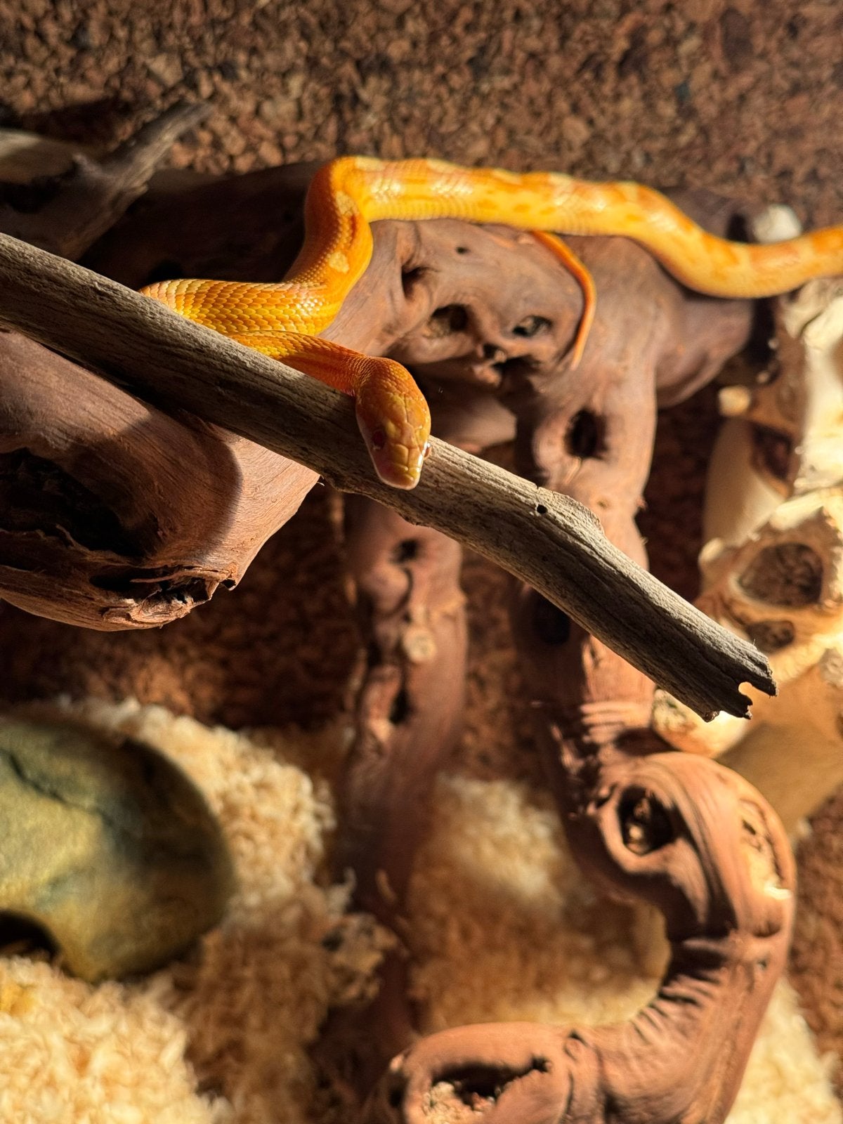 Een korenslang 3 jaar oud met terrarium Corn Snake photo 3
