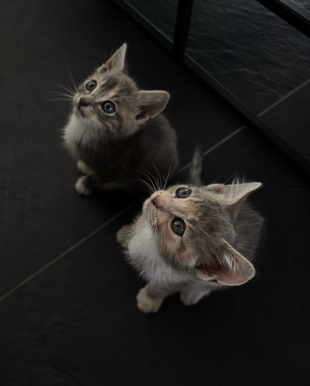 Super schattige aanhankelijke kittens, Dieren en Toebehoren, Meerdere dieren, Ontwormd