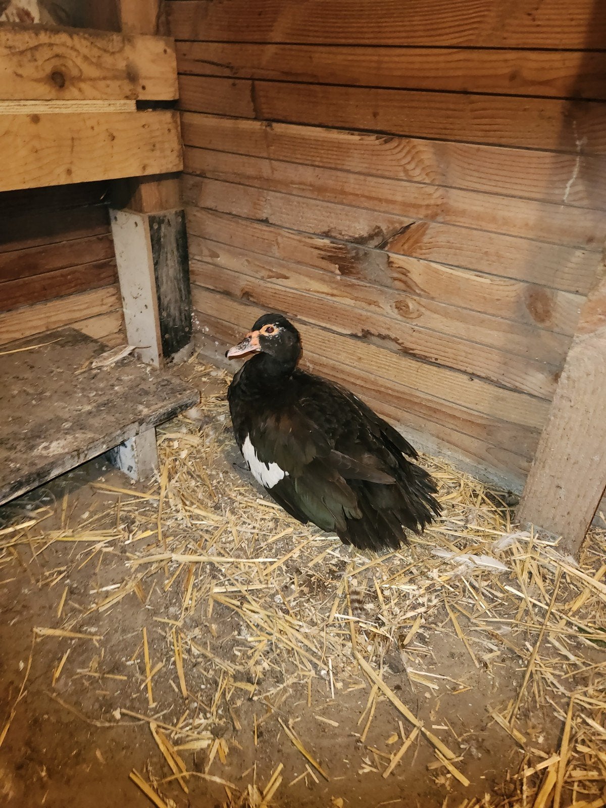 Muskuseend paartje., Dieren en Toebehoren, Pluimvee, Meerdere dieren, Eend