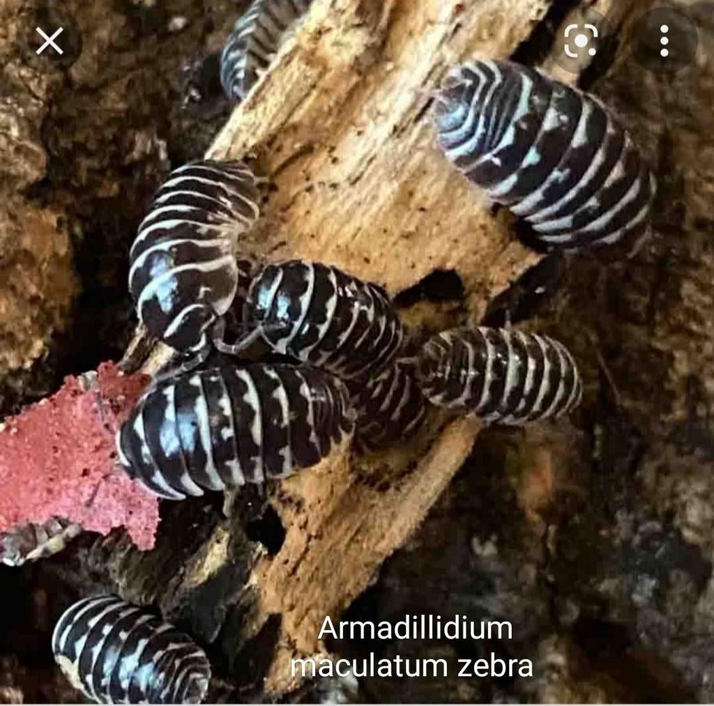 Armadillidium maculatum Zebra pissebedden, Overige soorten