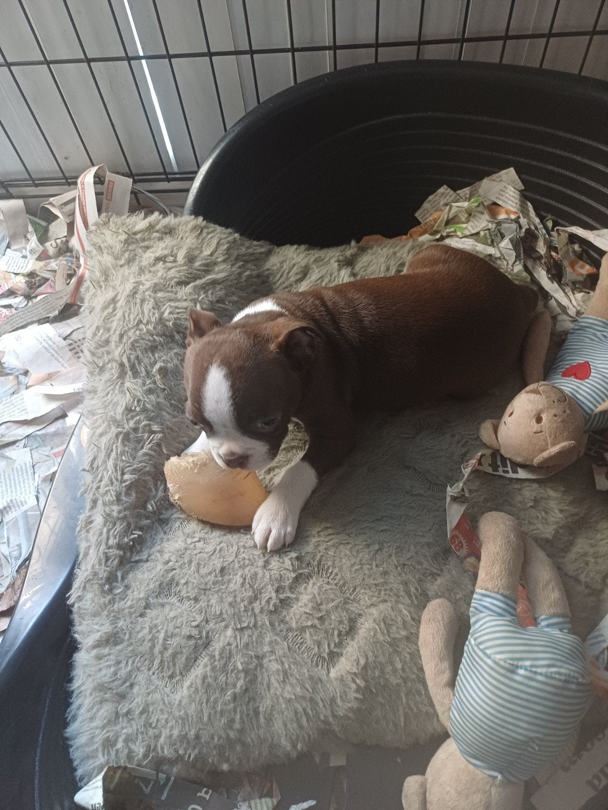 boston terrier pups 2 reutjes en een teefje zwart.de reutjes, Dieren en Toebehoren, 8 tot 15 weken, Bulldog, Meerdere, Meerdere dieren
