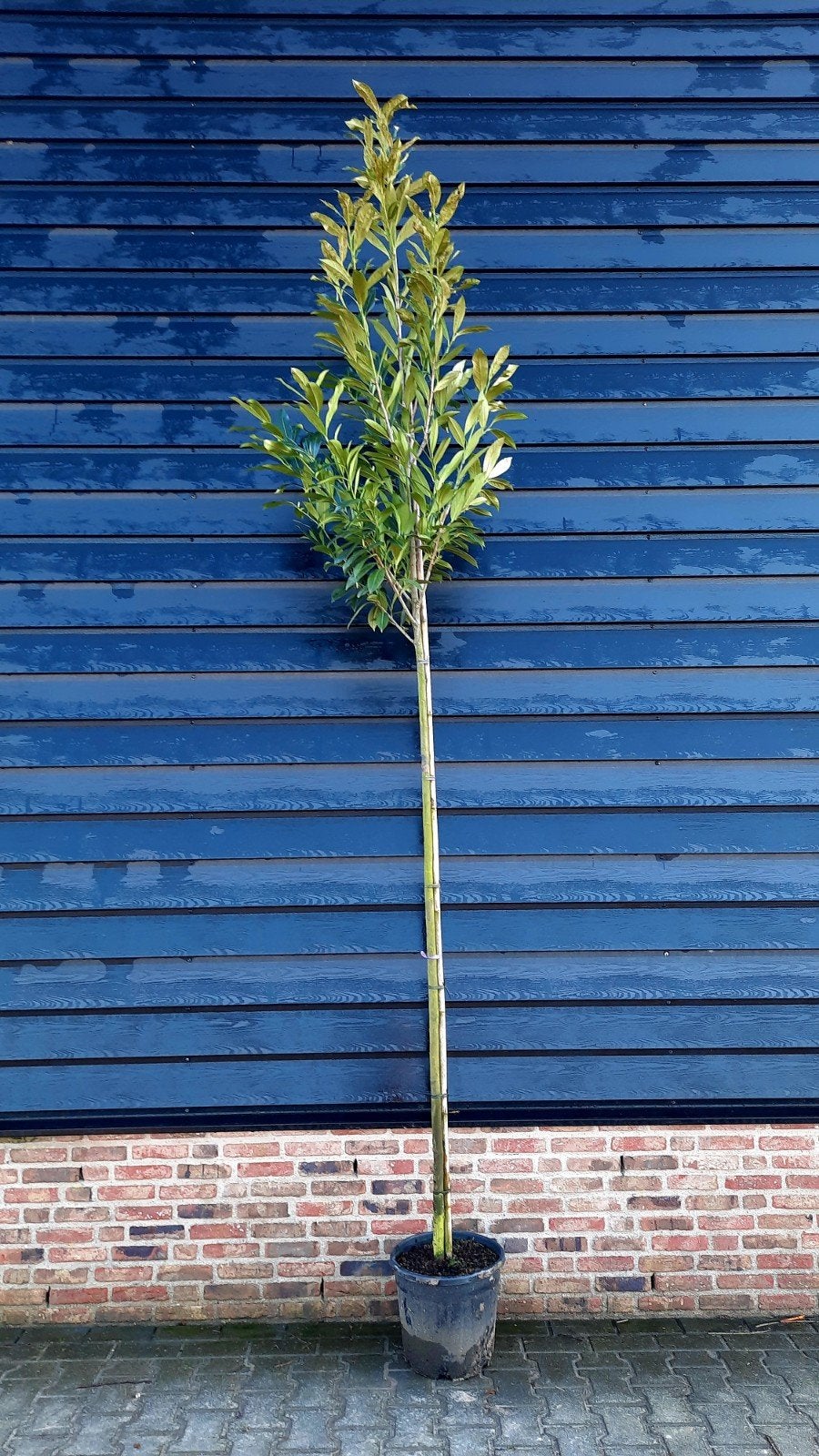 Prunus laurocerasus 'Caucasica' 🌿 wintergroen, Tuin en Terras, Ophalen, Halfschaduw