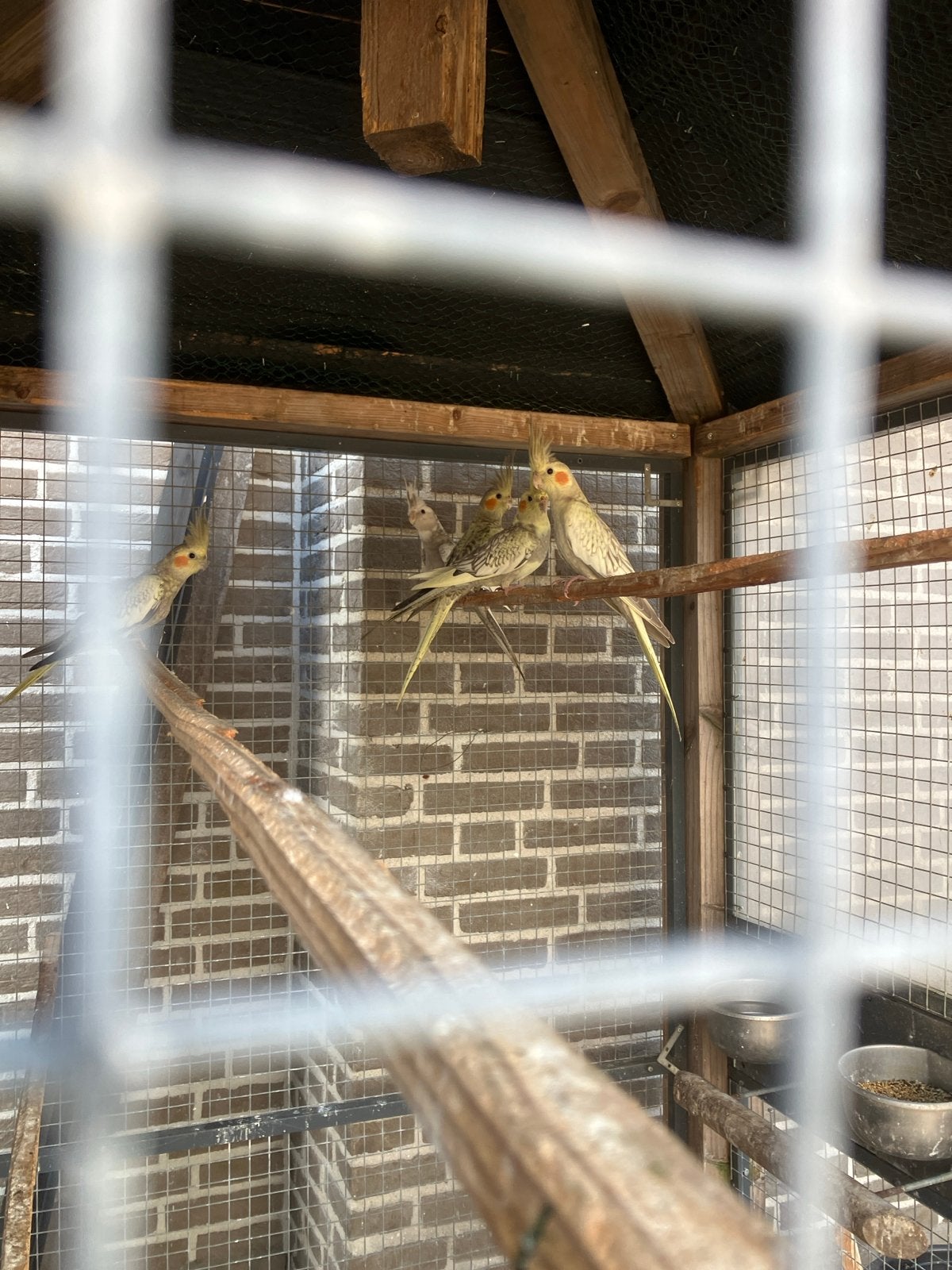 Jonge Valkparkieten  5. Stuks. Bieden, Dieren en Toebehoren