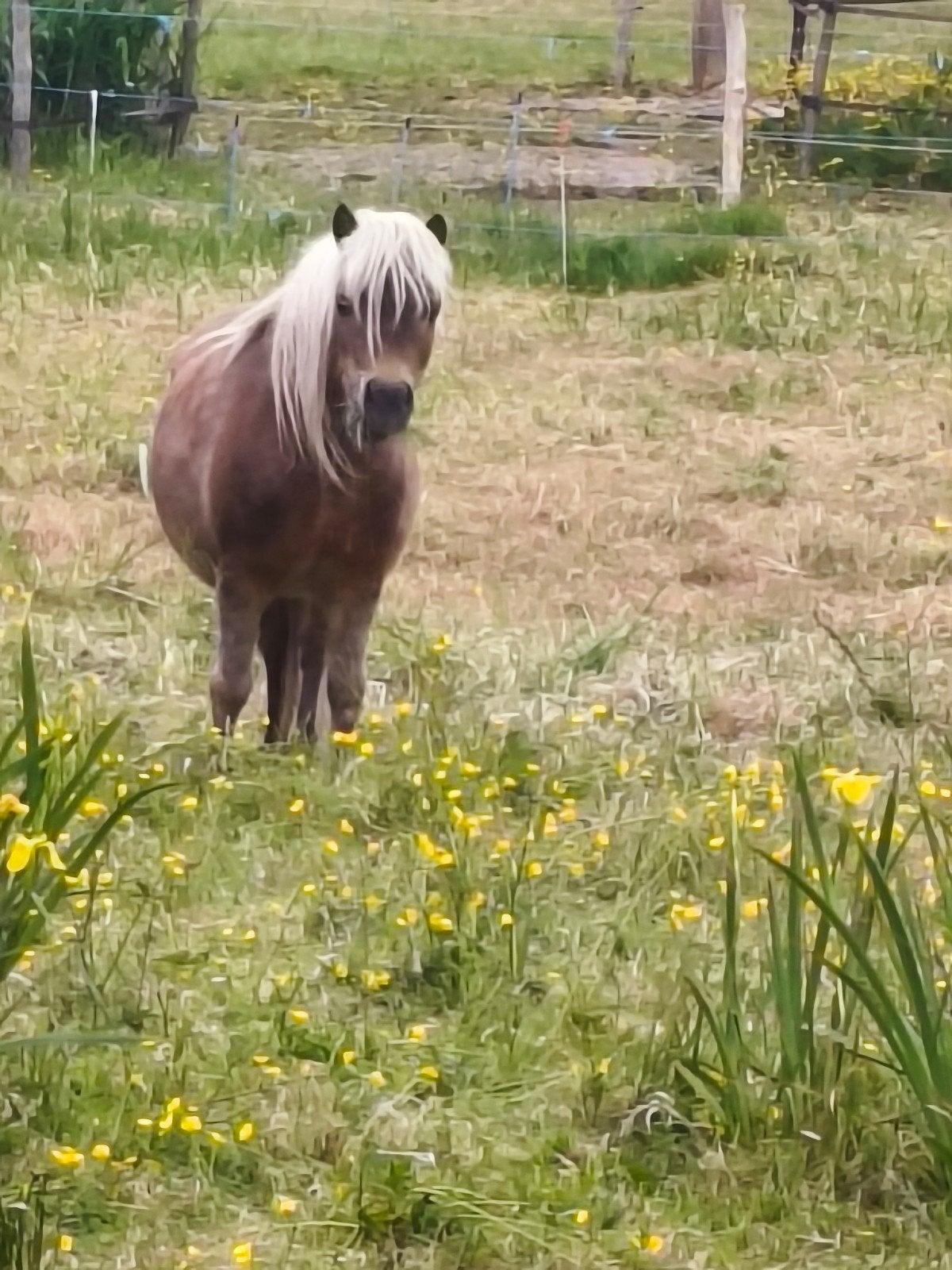 Mini Shetlander zoekt 5 ⭐ baasje, Ruin, A pony (tot 1.17m), 11 jaar of ouder