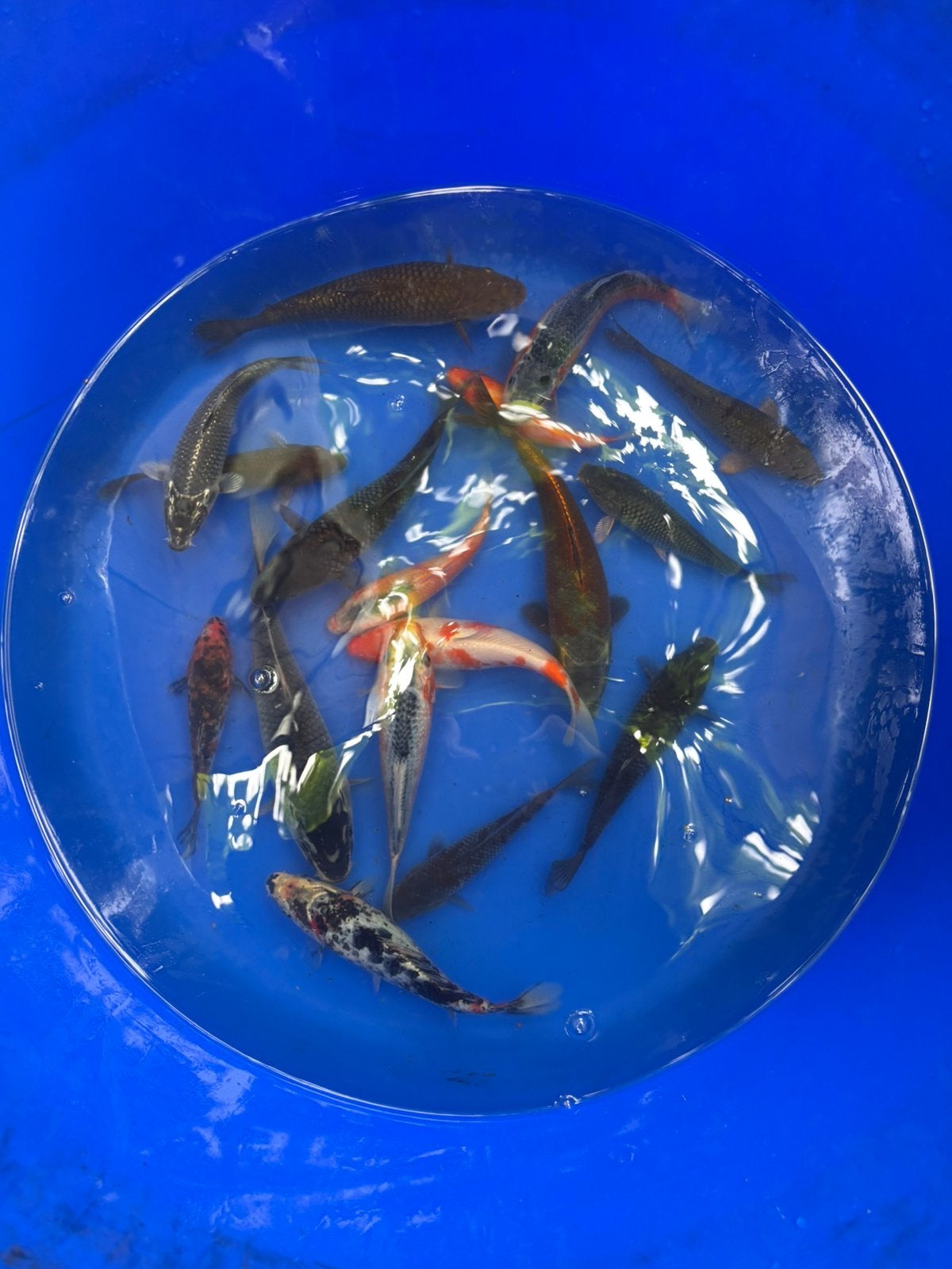 Karper koi koikarper vis vissen vijver asagi ochiba soragoi, Dieren en Toebehoren, Vissen | Vijvervissen, Karper of Koi