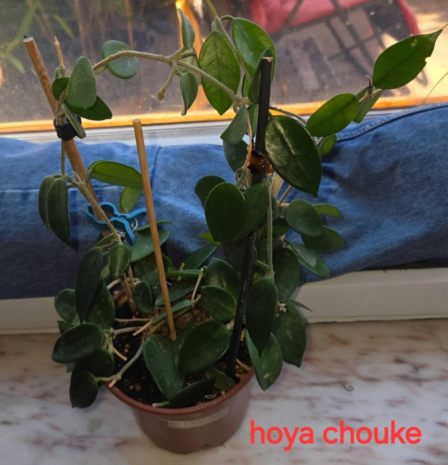 hoya chouke, Huis en Inrichting, Verzenden, Halfschaduw, Minder dan 100 cm