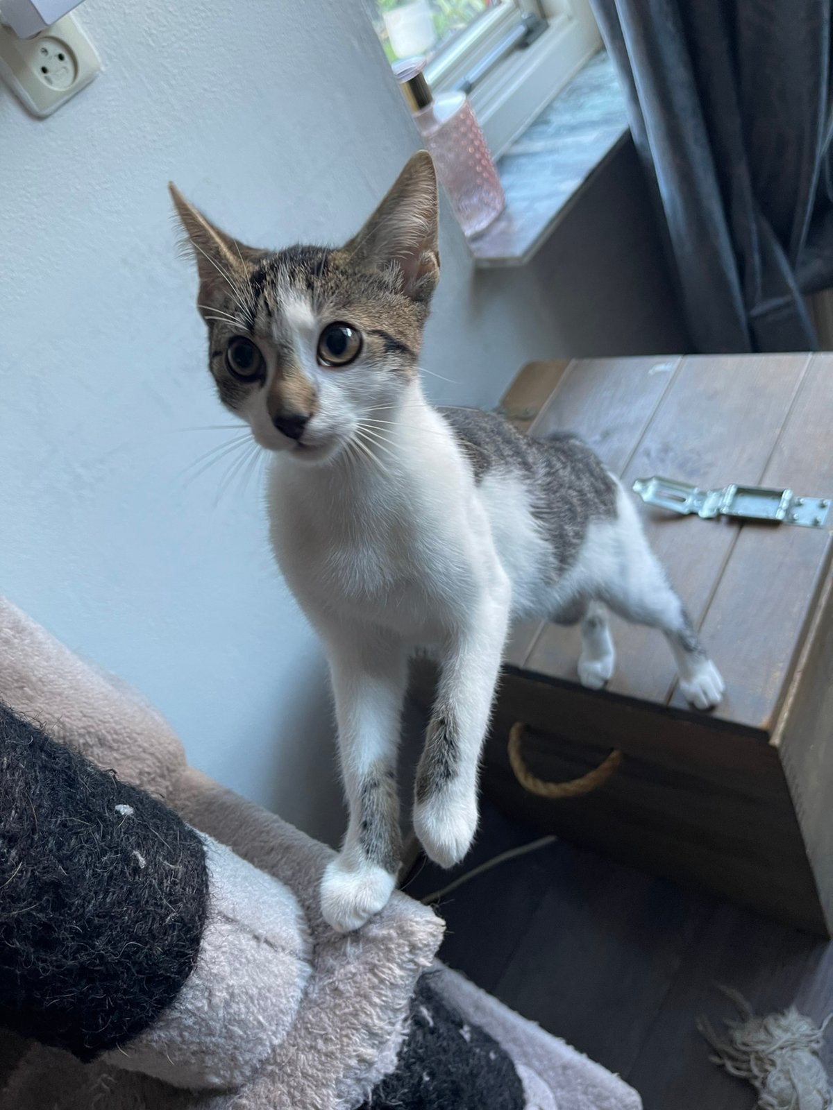 2 kittens, Kater