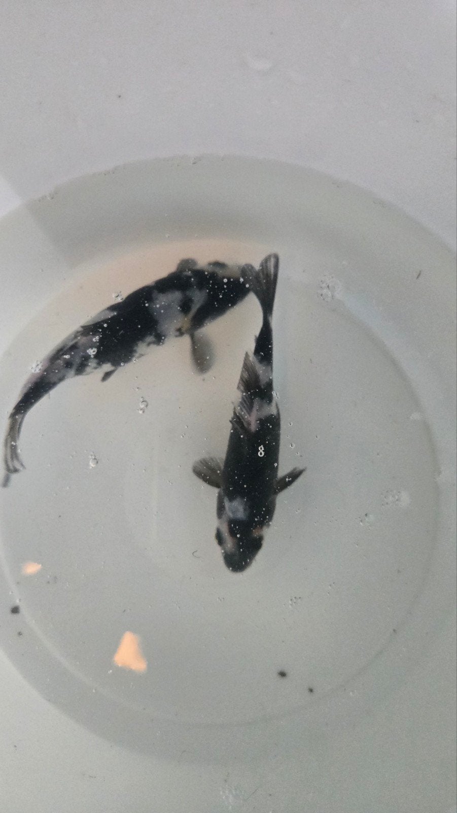 shiro utsuri 10/15 cm, Karper of Koi