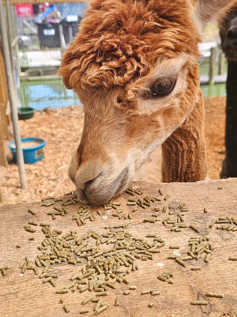 Alpaca | Moeder en Dochter | Cria 15 weken oud, Vrouwelijk, Schaap, 0 tot 2 jaar